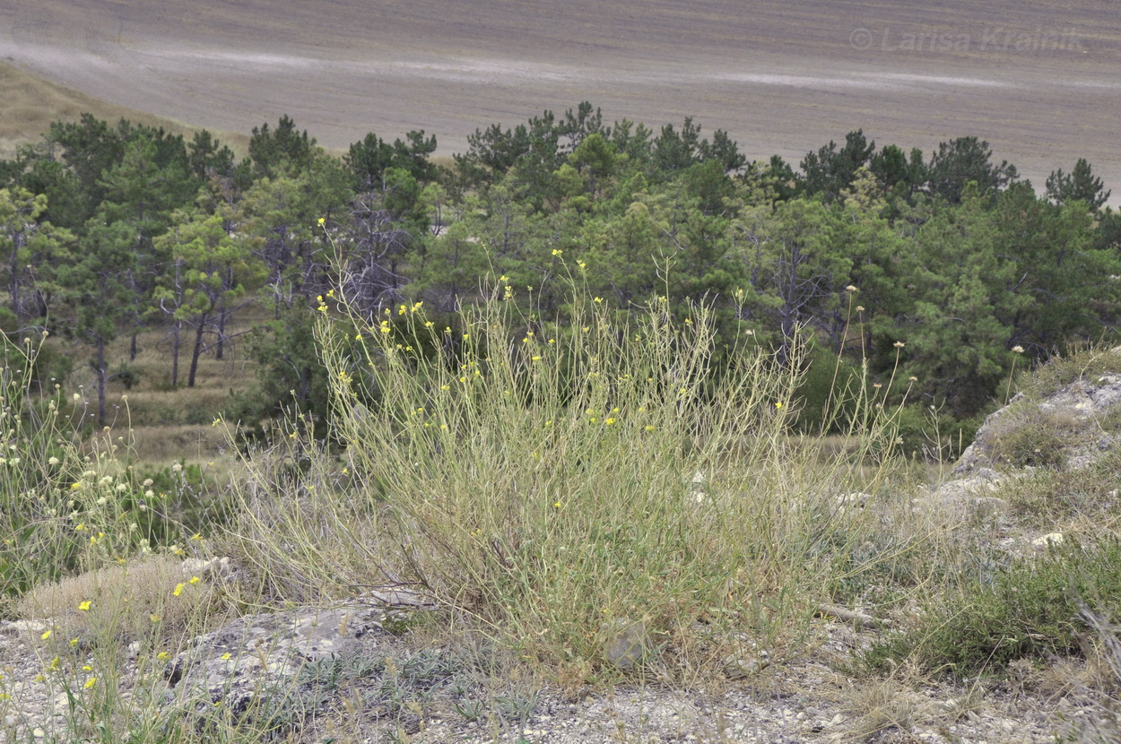 Image of Diplotaxis tenuifolia specimen.