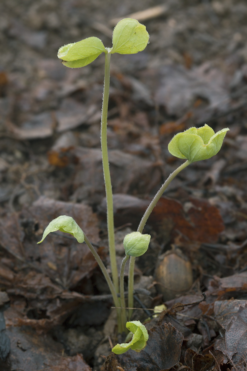 Image of Jeffersonia diphylla specimen.