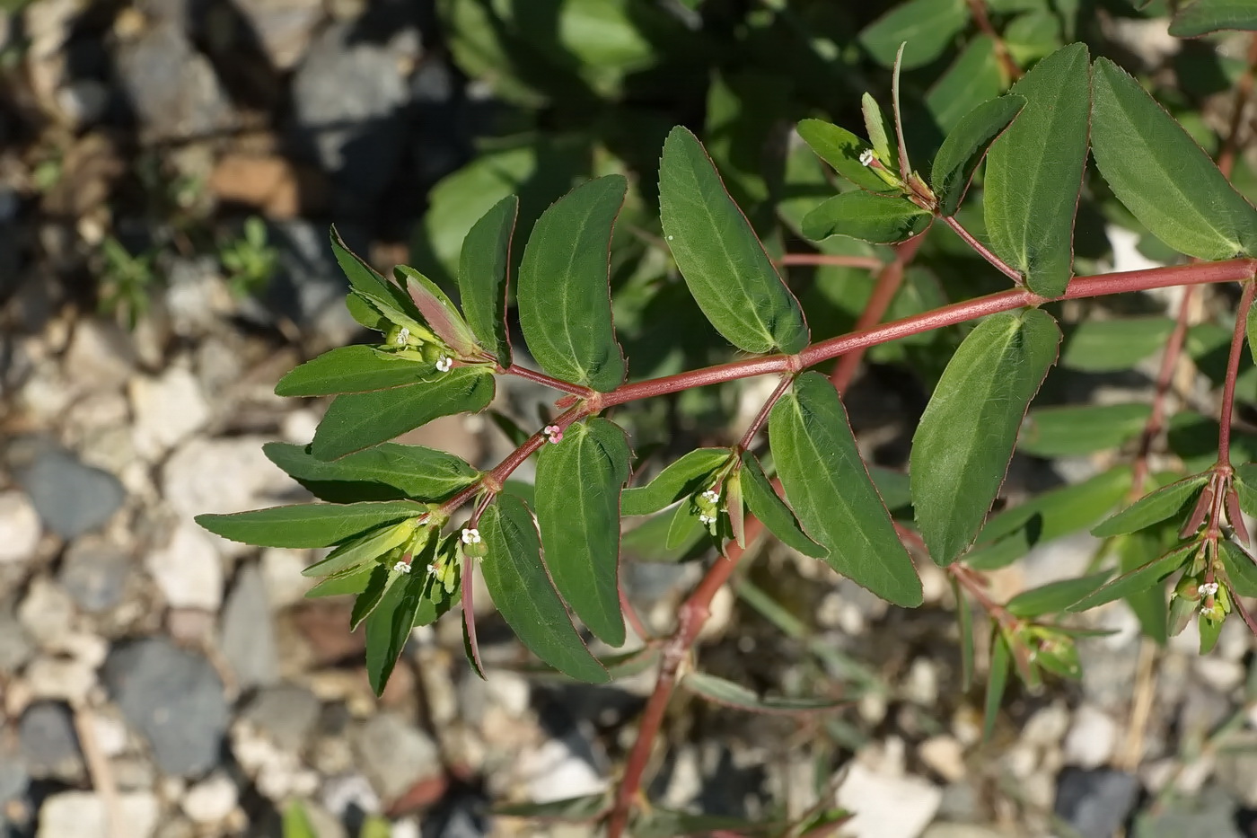 Image of Euphorbia nutans specimen.