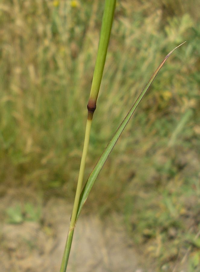 Image of Bothriochloa ischaemum specimen.