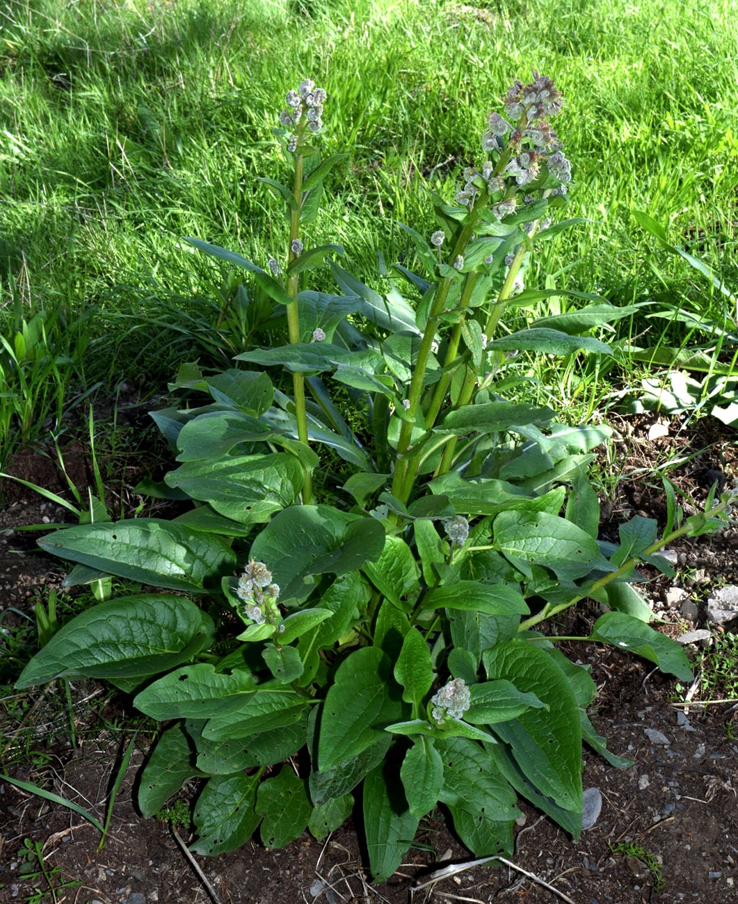 Image of Solenanthus circinnatus specimen.