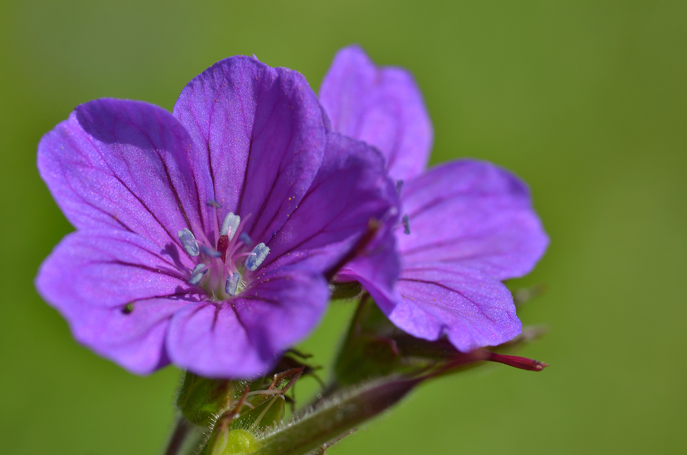 Image of Geranium sylvaticum specimen.