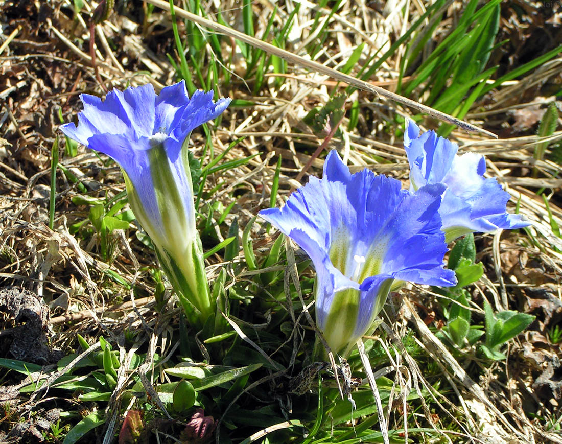 Изображение особи Gentiana grandiflora.