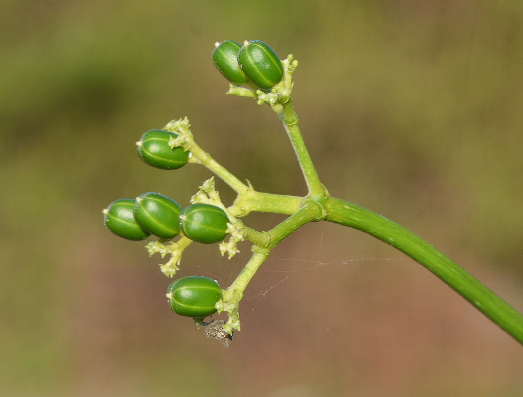 Изображение особи Cnidoscolus aconitifolius.