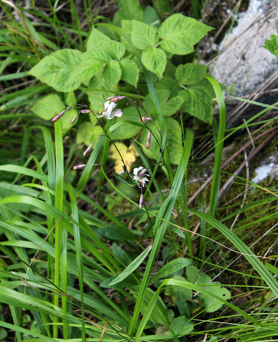 Изображение особи Silene saxatilis.