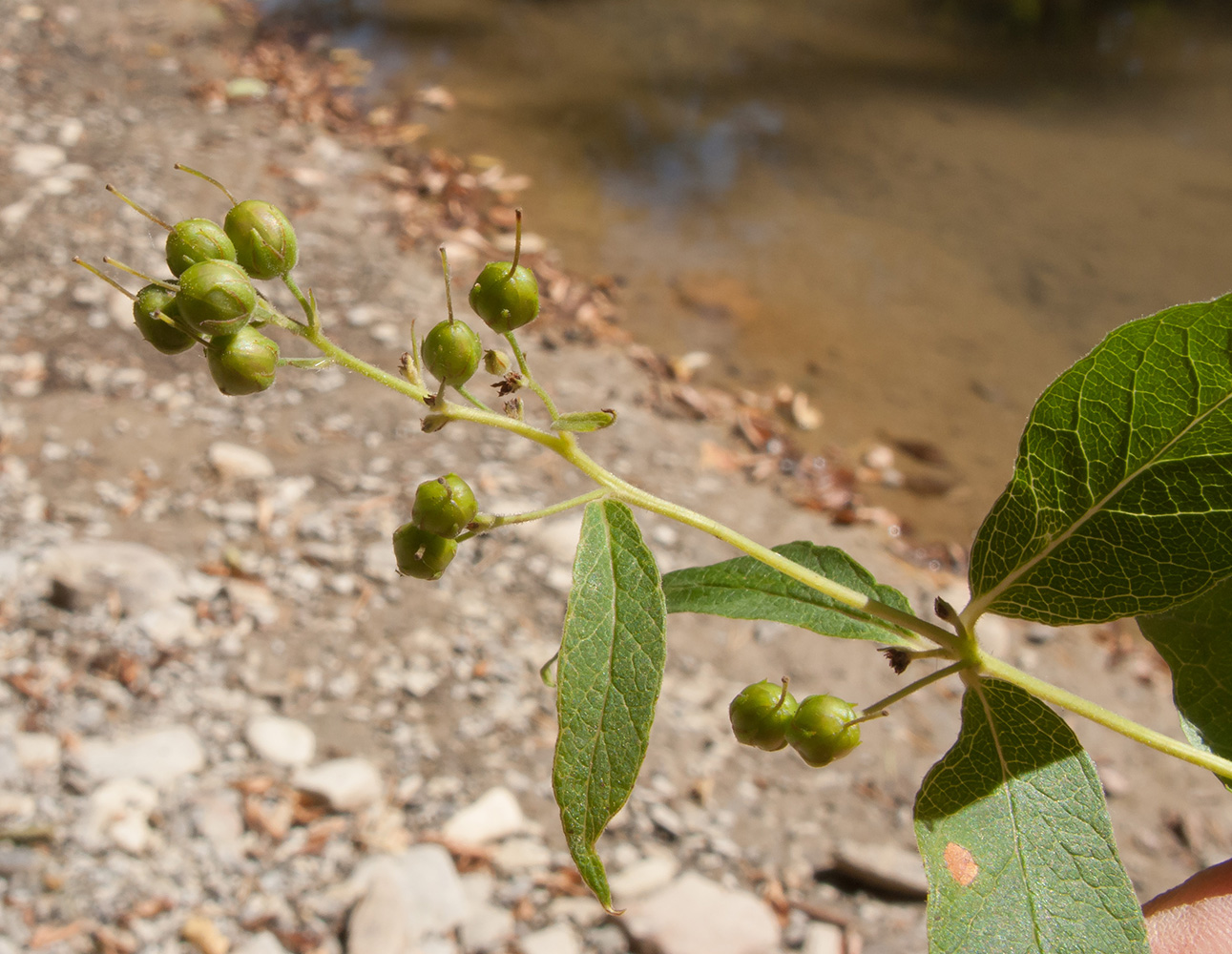 Image of Lysimachia vulgaris specimen.