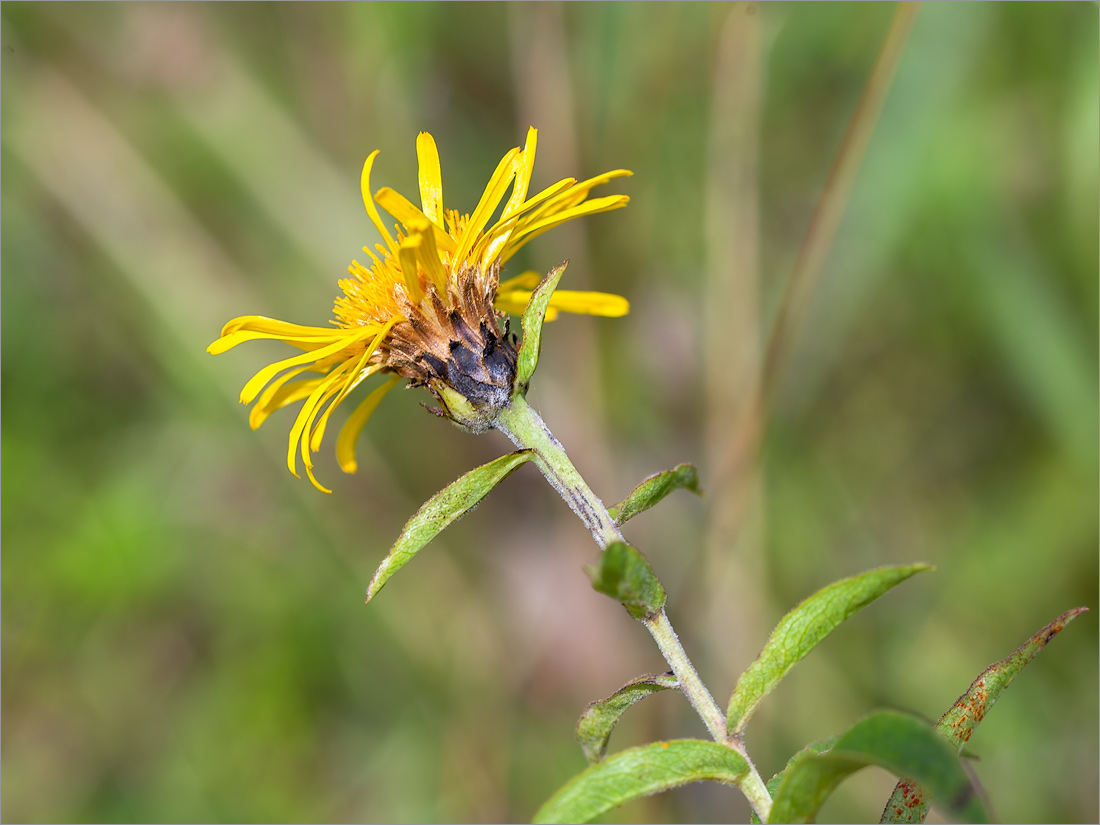 Image of Inula salicina specimen.