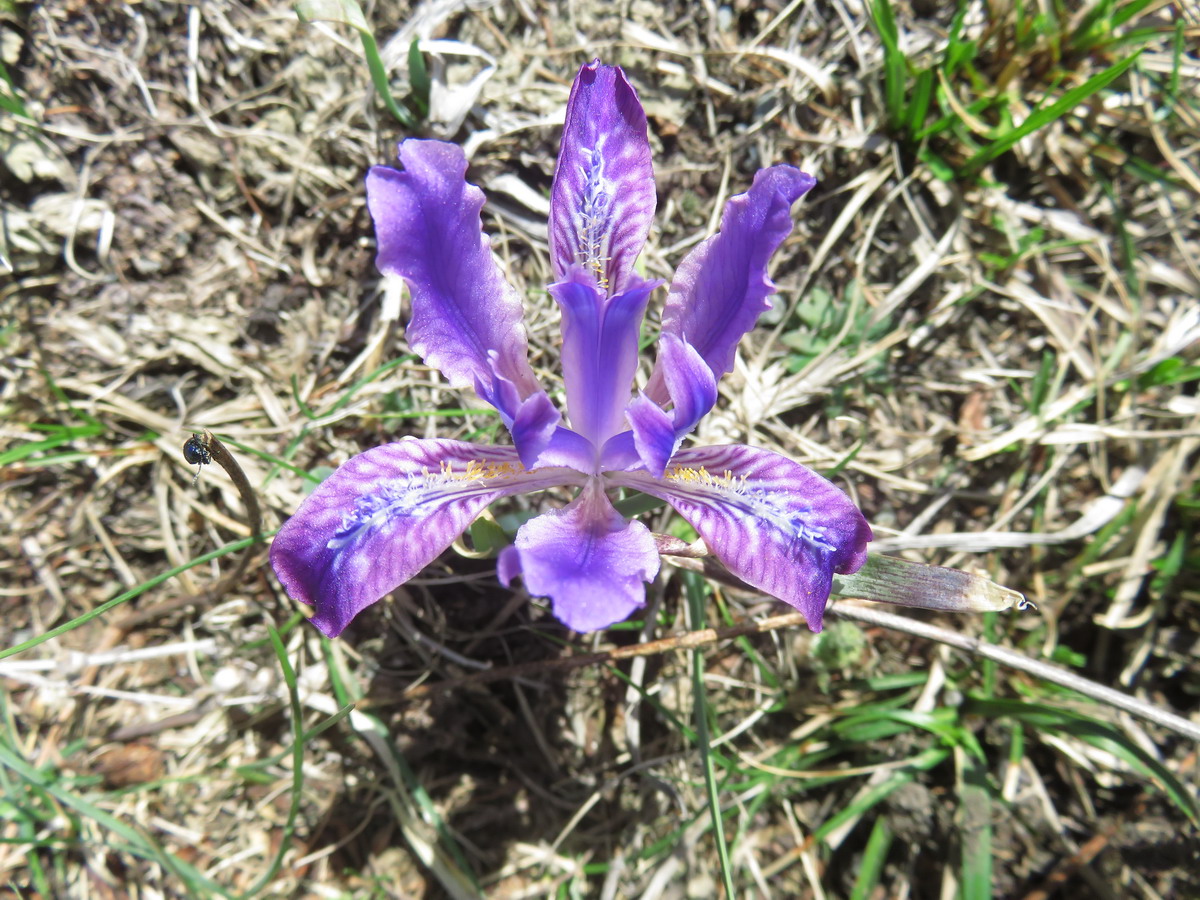 Изображение особи Iris tigridia.