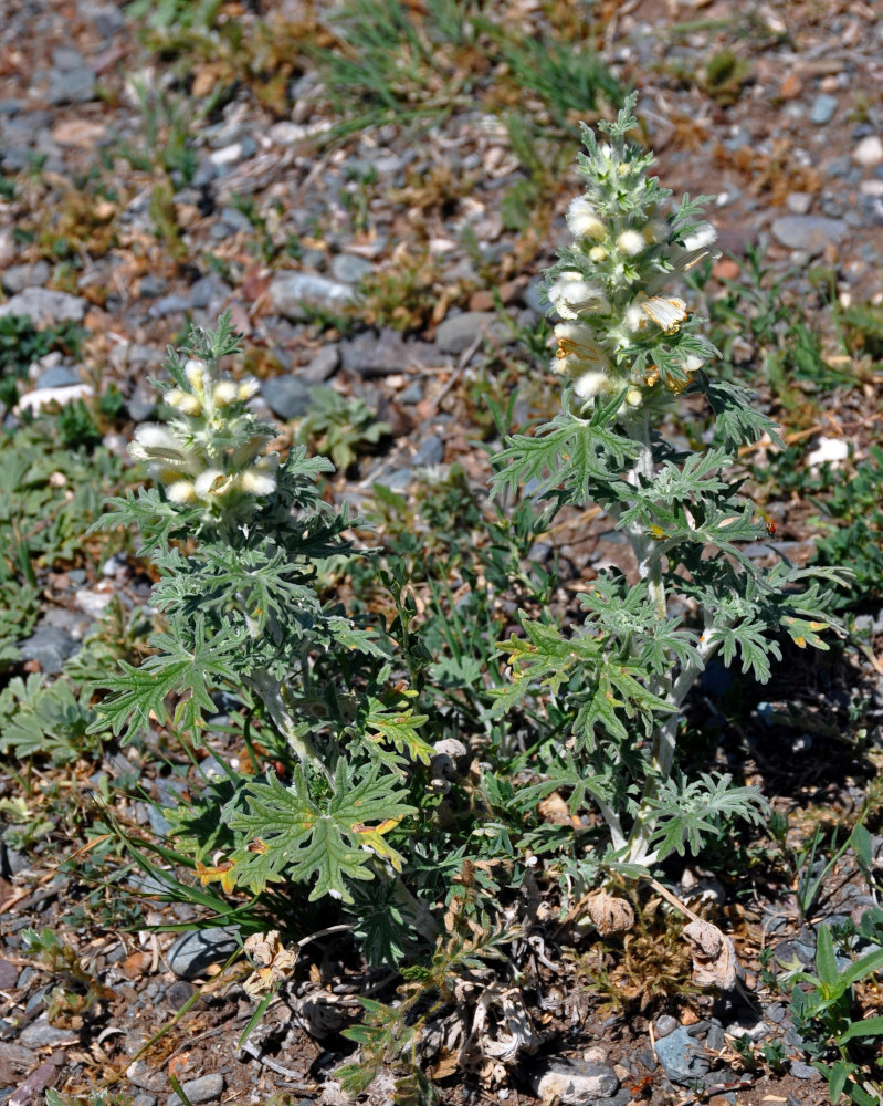 Image of Panzerina lanata specimen.