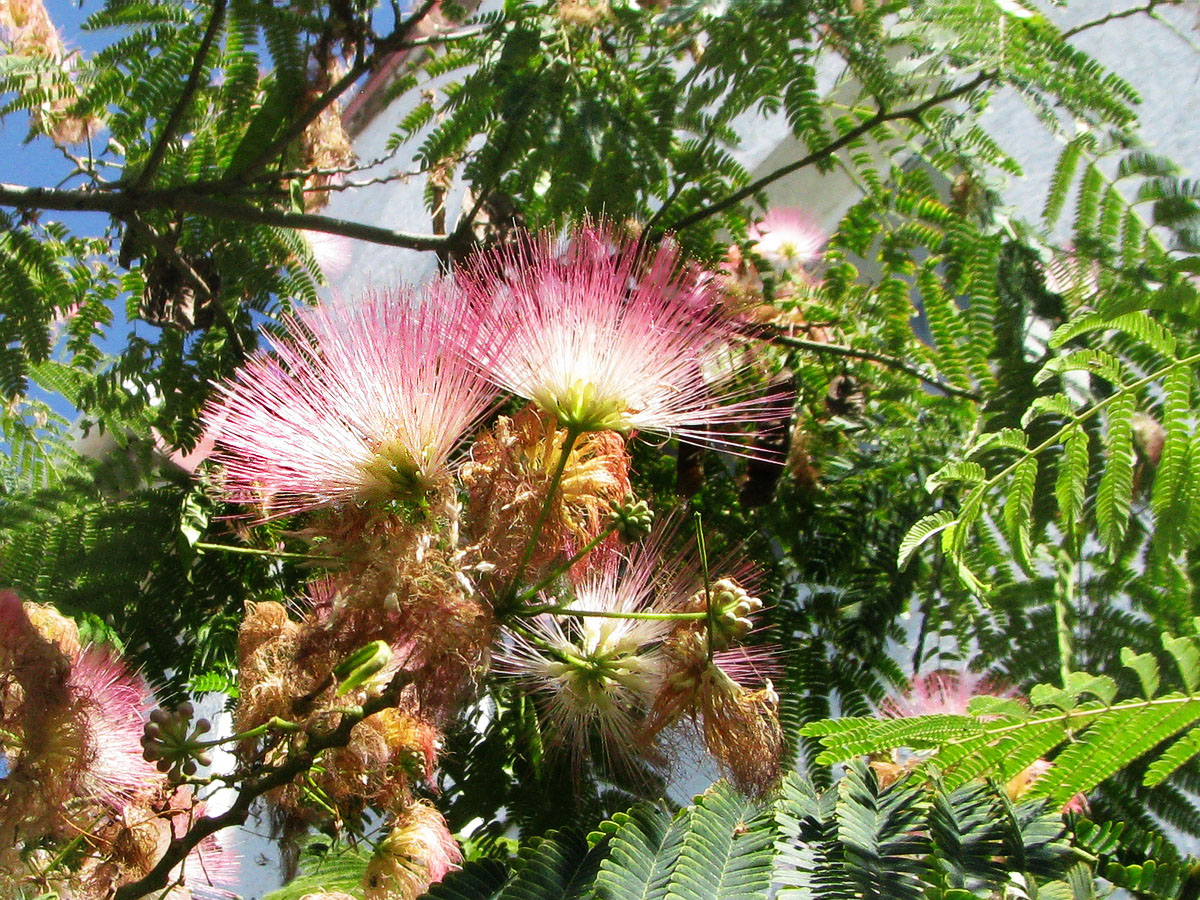 Image of Albizia julibrissin specimen.