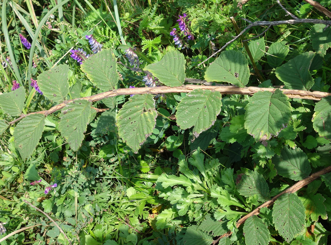 Изображение особи Ulmus japonica.