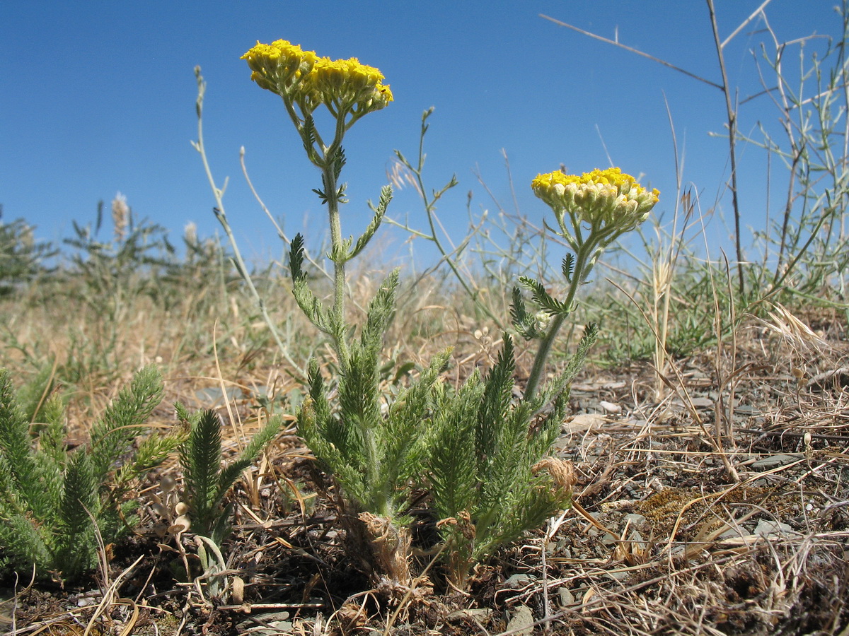 Image of Achillea arabica specimen.