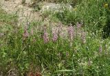 Dactylorhiza iberica. Цветущие растения. Крым, окр. с. Зеленогорье, ущ. р. Пананьян-Узень, пойма, луговая растительность на берегу ручья. 5 июля 2020 г.