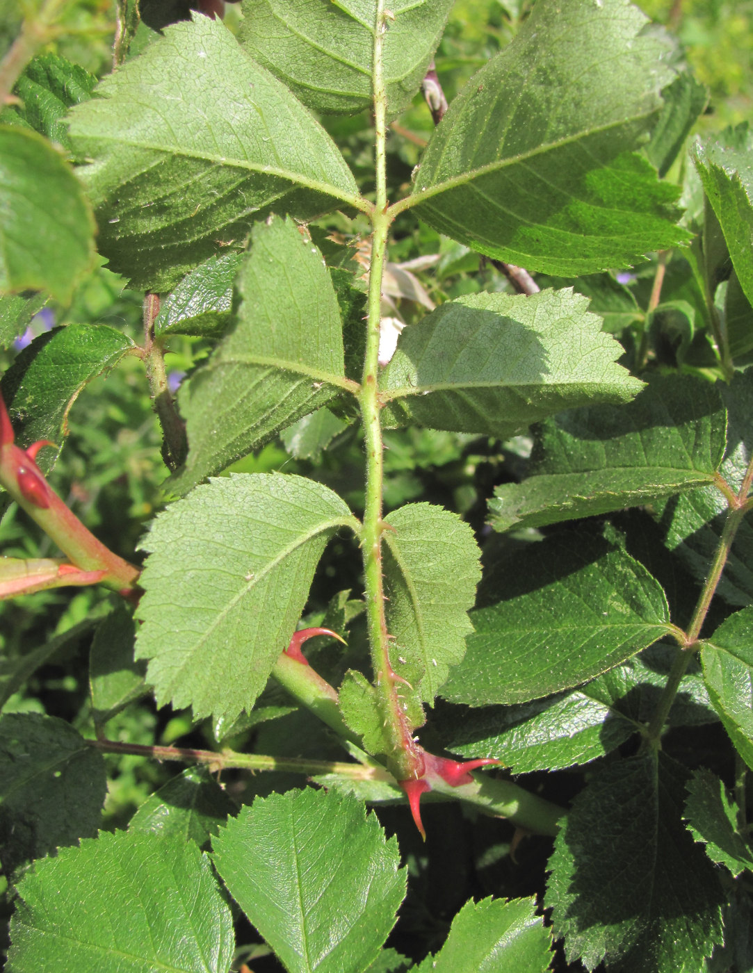 Image of genus Rosa specimen.