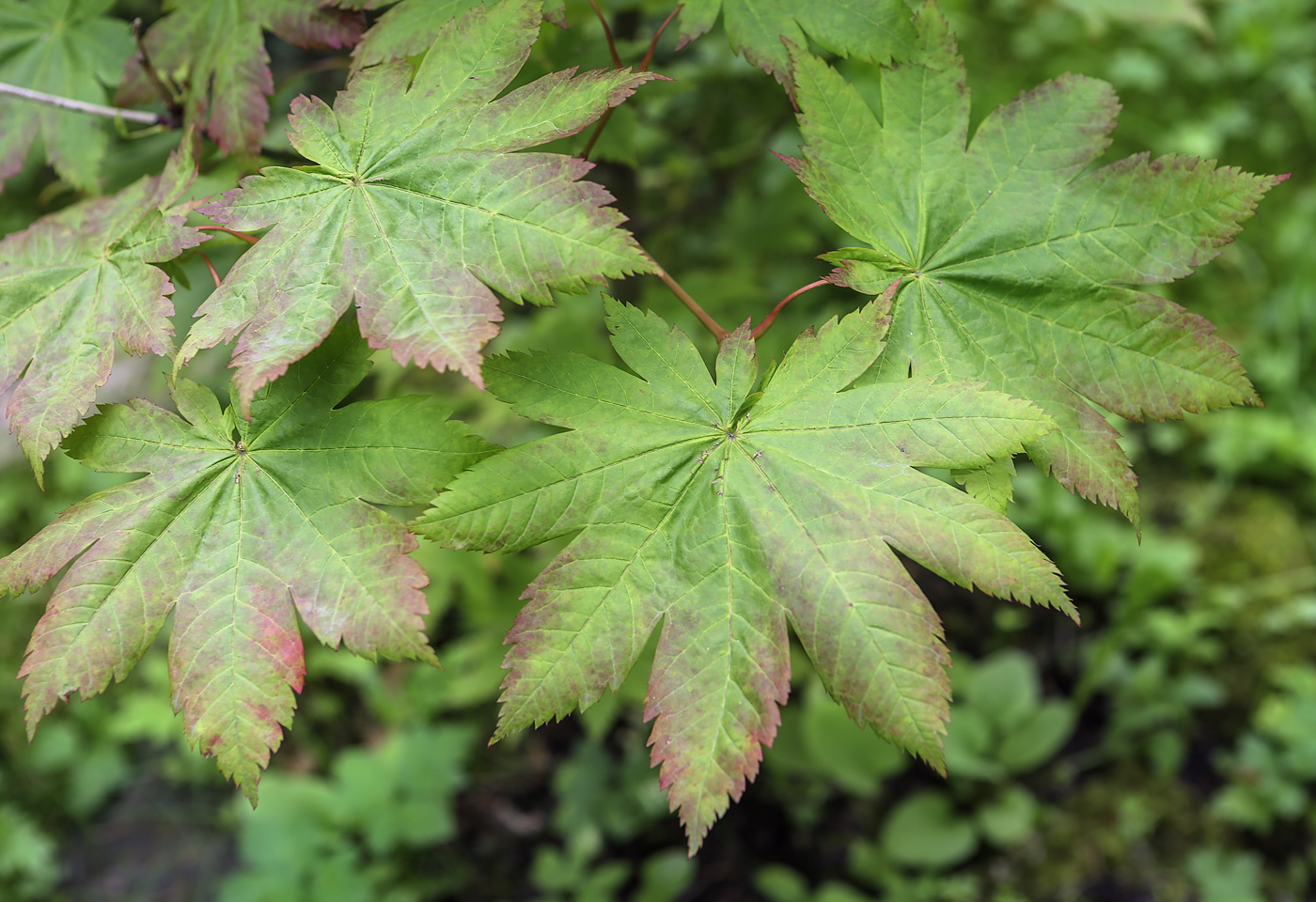 Image of Acer japonicum specimen.