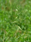 Brachypodium pinnatum. Верхушка побега с соцветием. Иркутская обл., Иркутский р-н, р. Иркут, о. Беляева, луг. 29.06.2020.