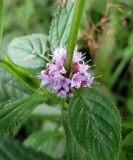 Mentha arvensis