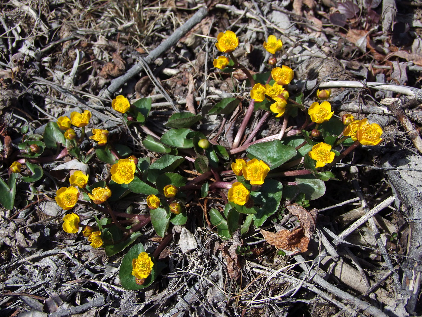 Изображение особи Caltha palustris.