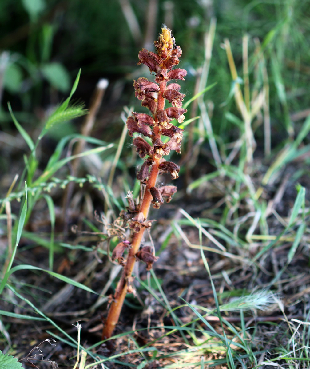 Изображение особи Orobanche laxissima.