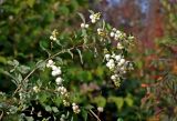 Symphoricarpos albus variety laevigatus. Верхушка ветви со зрелыми соплодиями. Московская обл., г. Железнодорожный, в культуре. 11.10.2020.