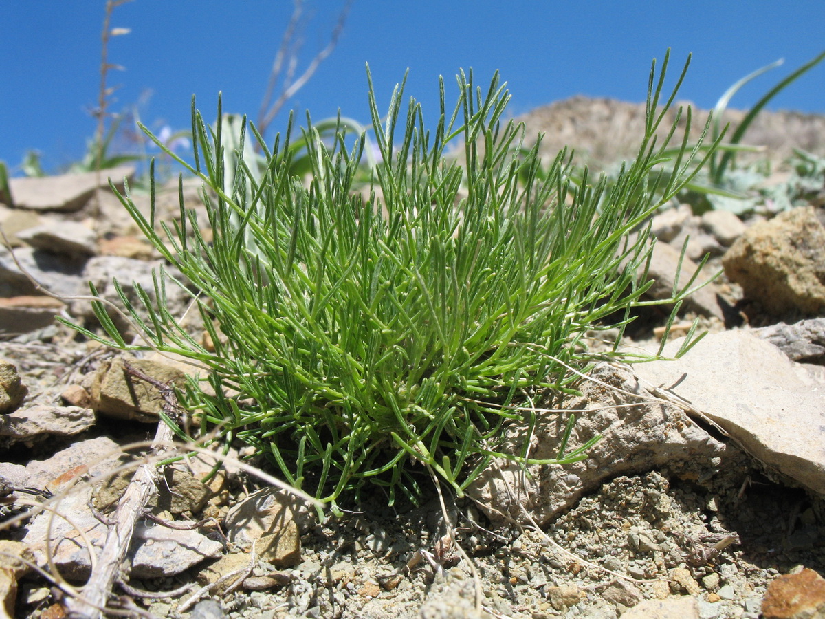 Изображение особи Astragalus nematodes.