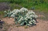 Crambe maritima