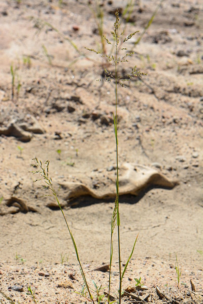 Image of genus Poa specimen.