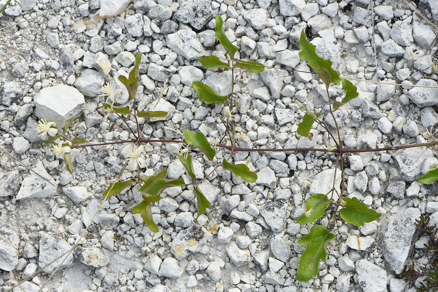 Image of Clematis vitalba specimen.