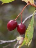 Crataegus karadaghensis