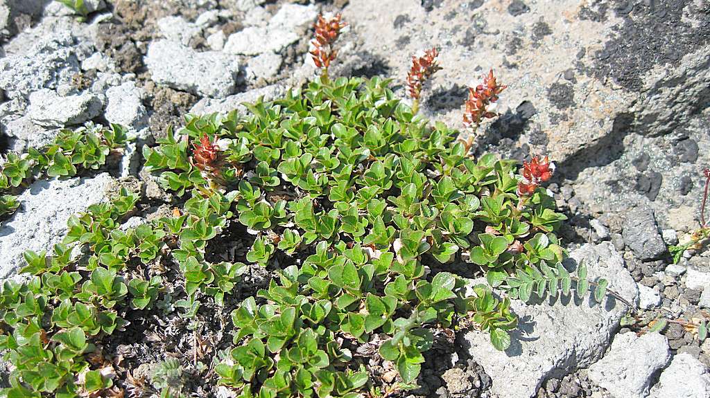 Image of Salix kamtschatica specimen.