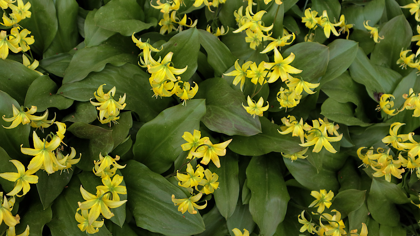 Image of Erythronium tuolumnense specimen.