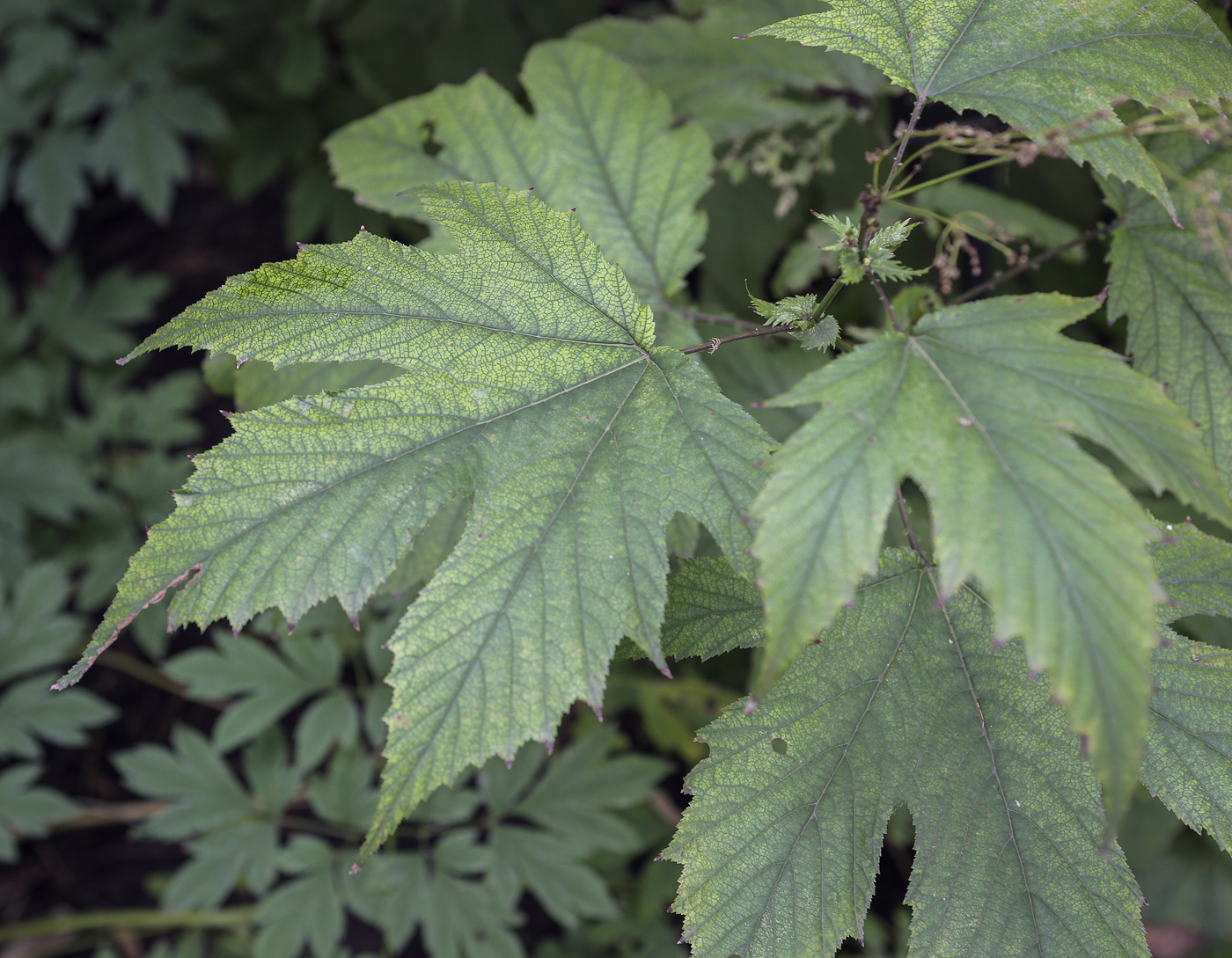 Image of genus Filipendula specimen.