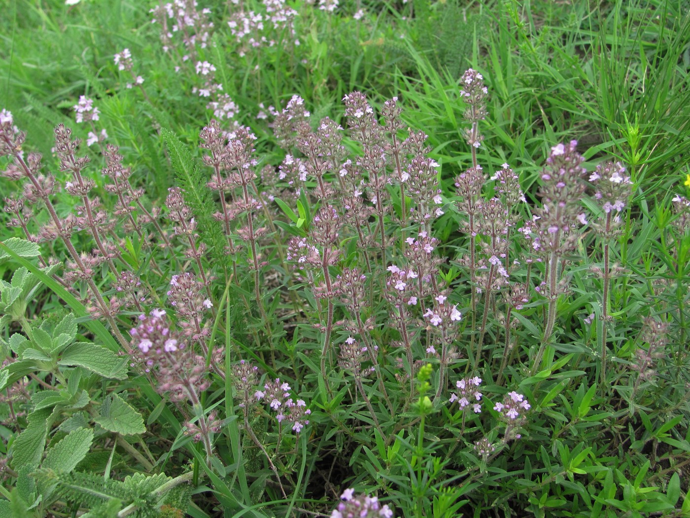 Image of Thymus marschallianus specimen.