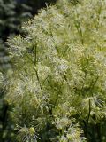 Thalictrum lucidum