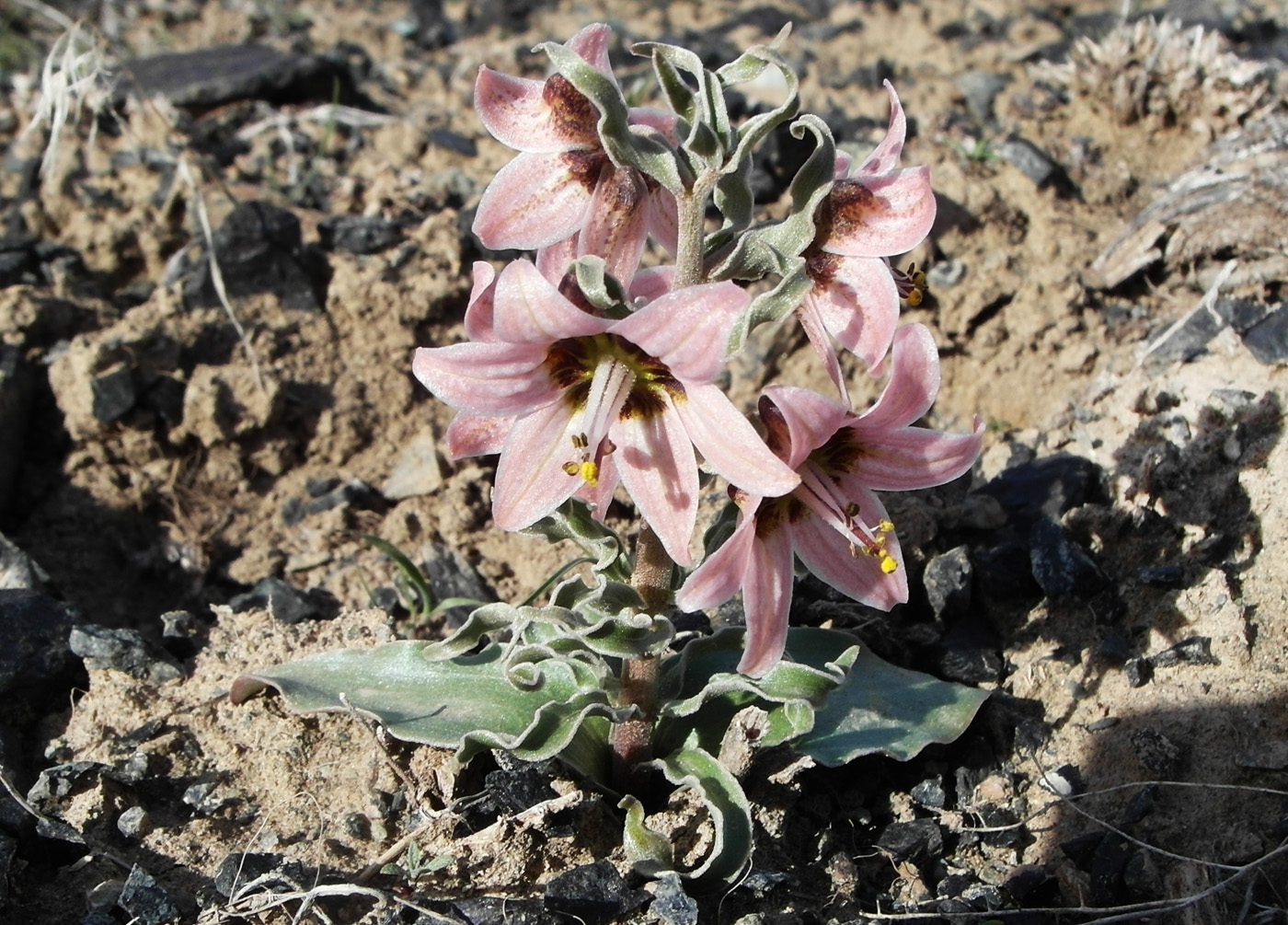 Image of Rhinopetalum karelinii specimen.