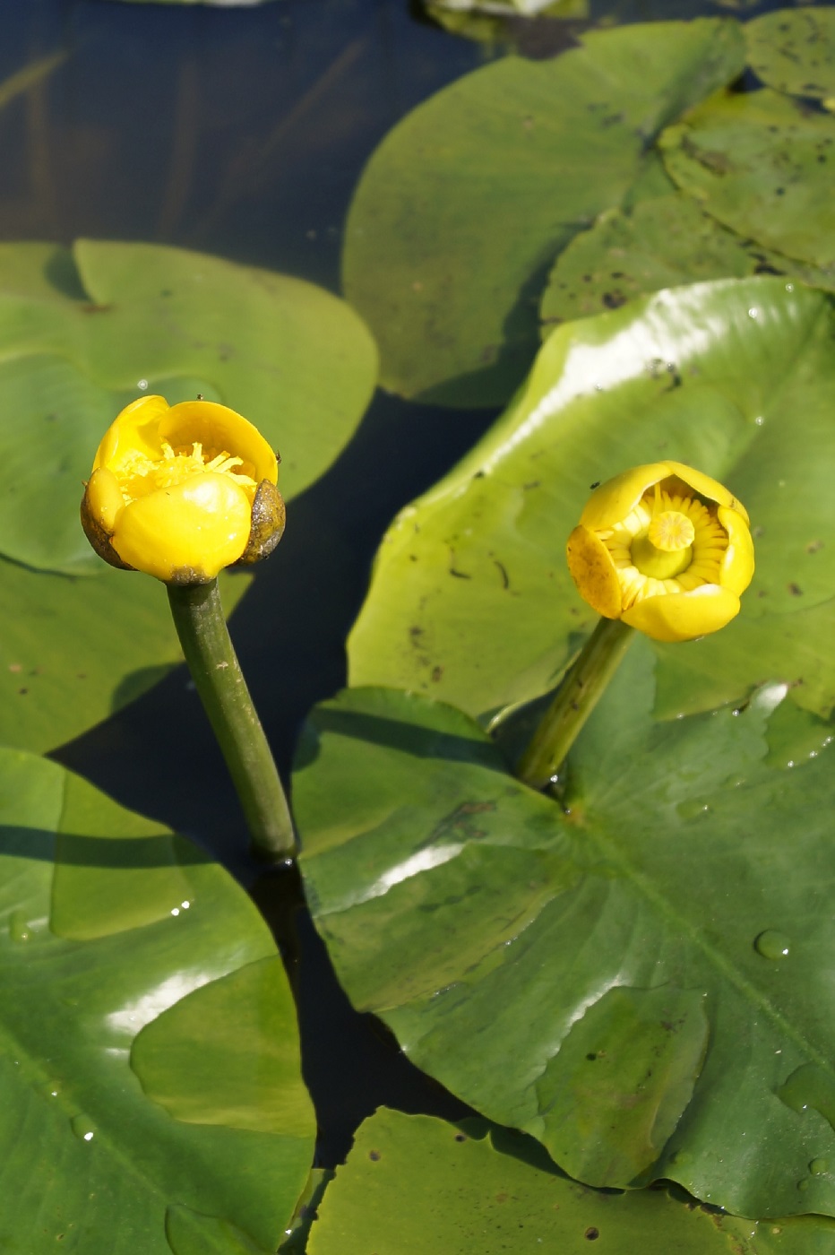 Изображение особи Nuphar lutea.