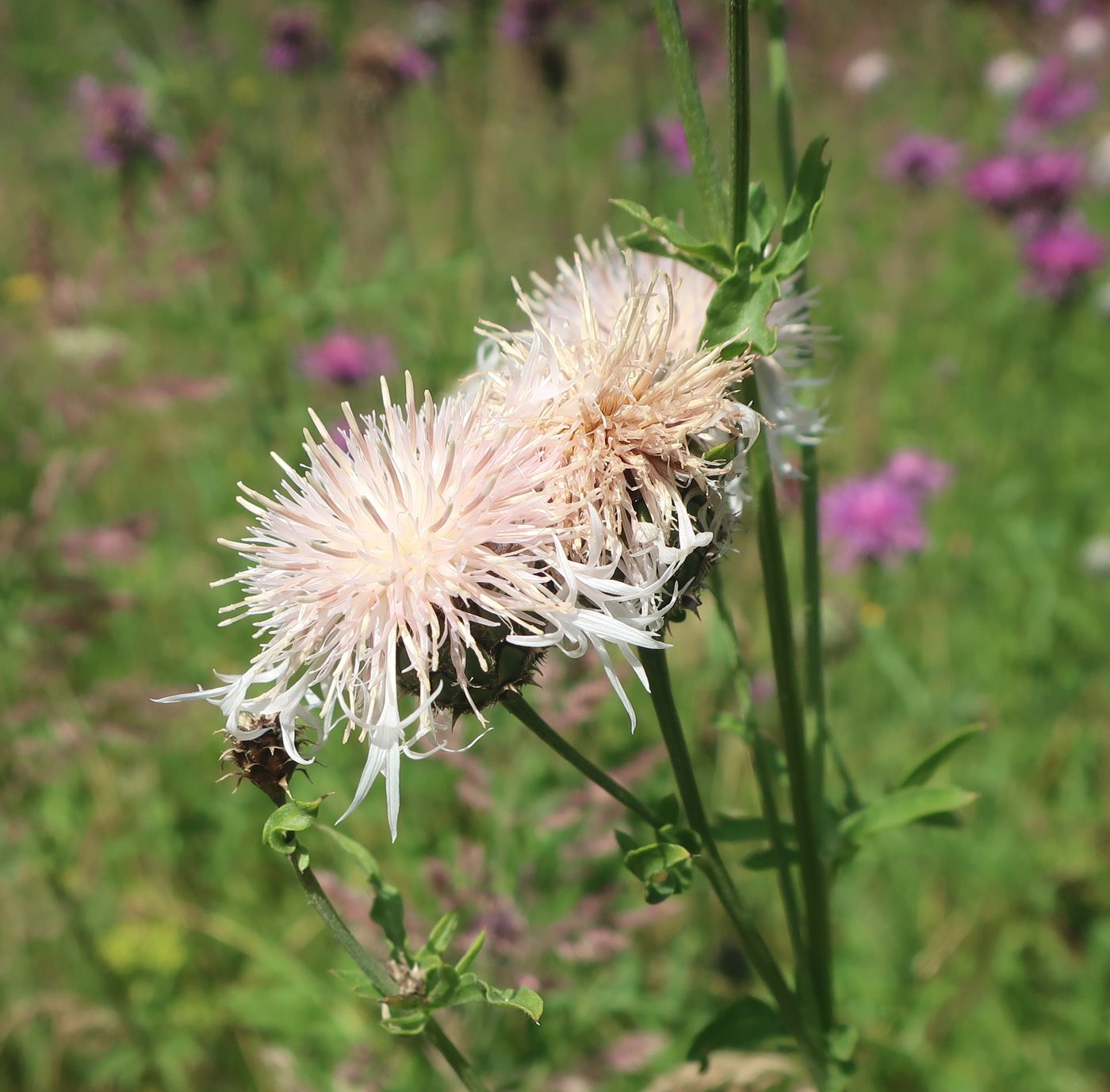 Изображение особи Centaurea scabiosa.