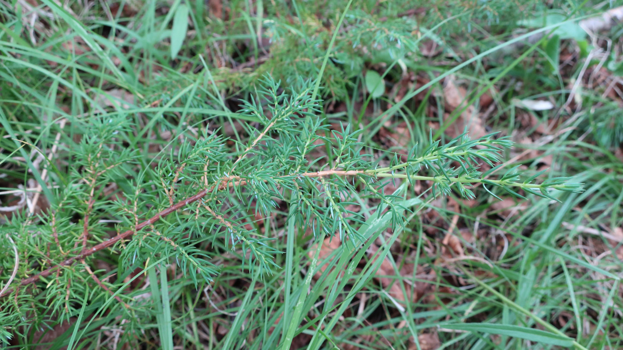 Image of Juniperus sibirica specimen.