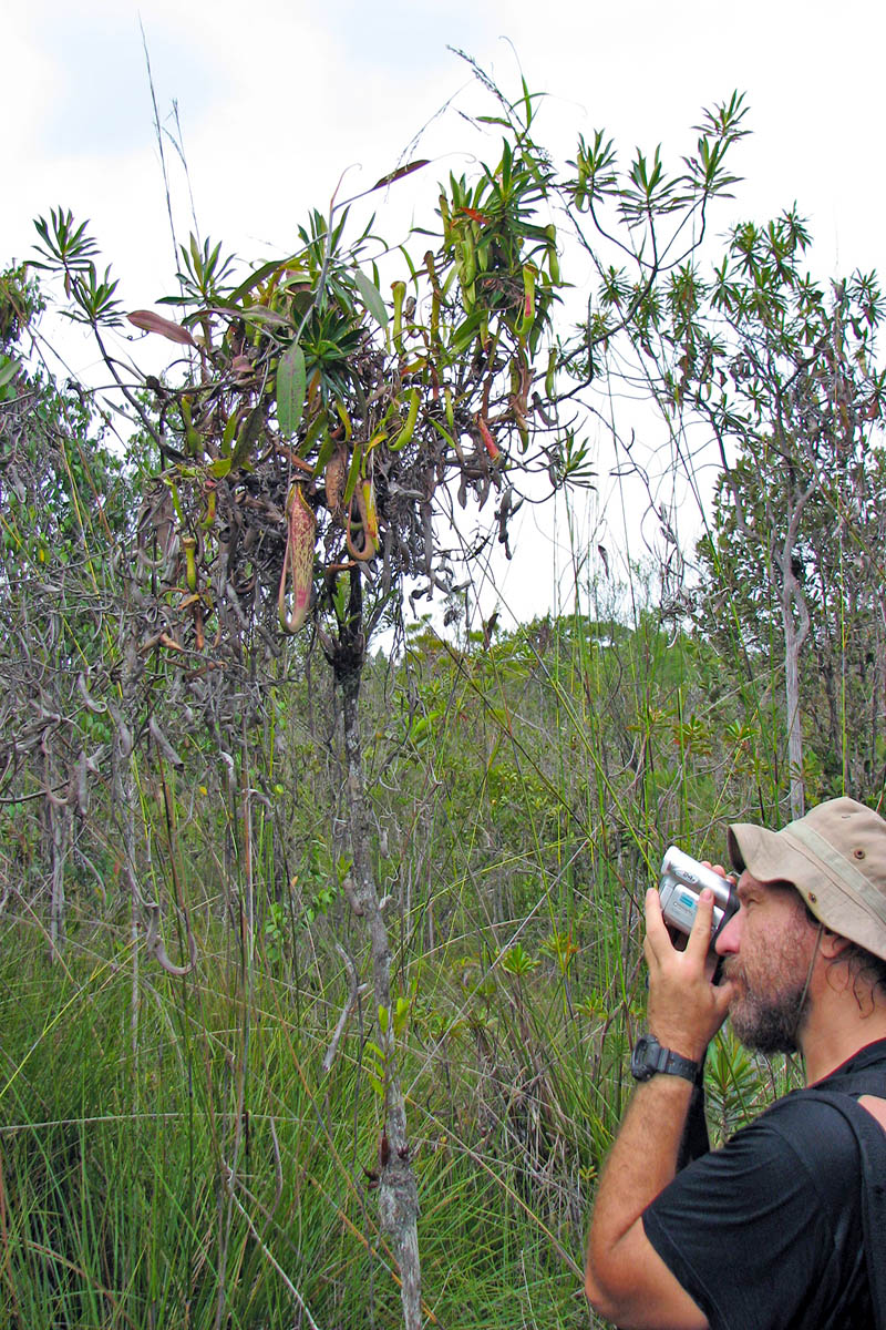 Image of Nepenthes gracilis specimen.