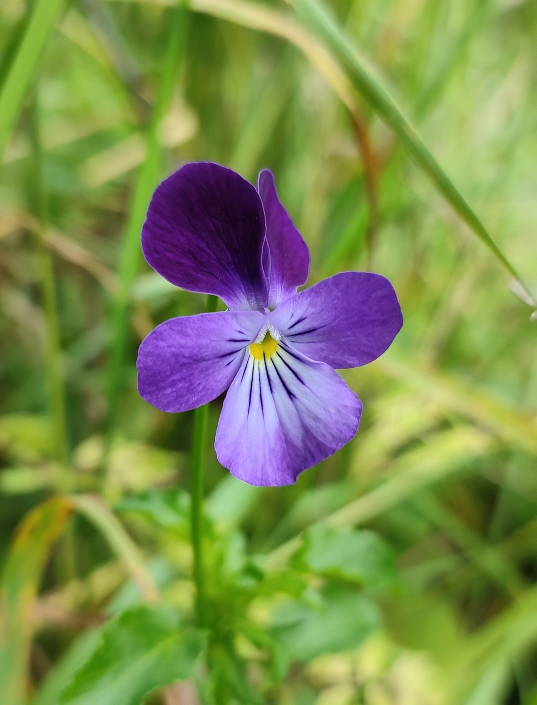 Image of Viola disjuncta specimen.