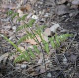 Gymnocarpium robertianum