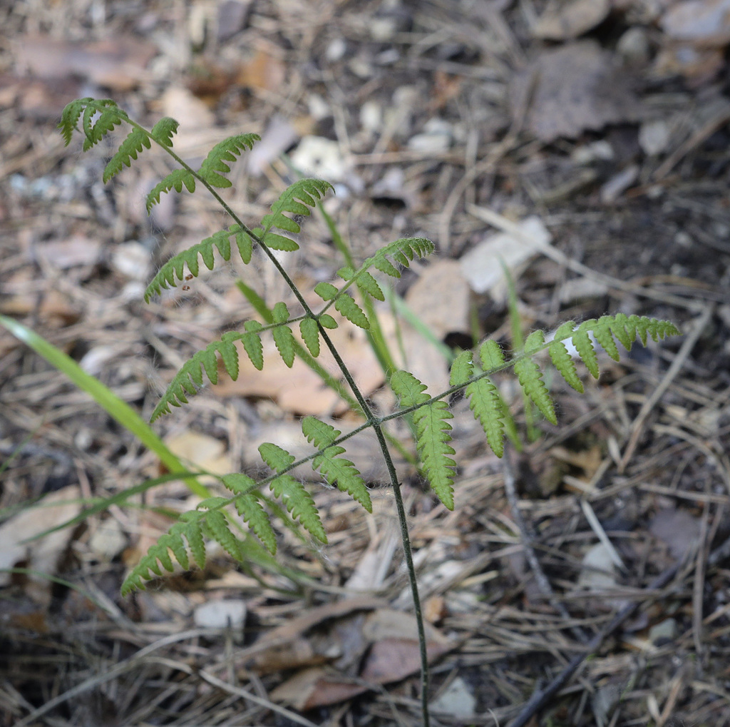 Изображение особи Gymnocarpium robertianum.