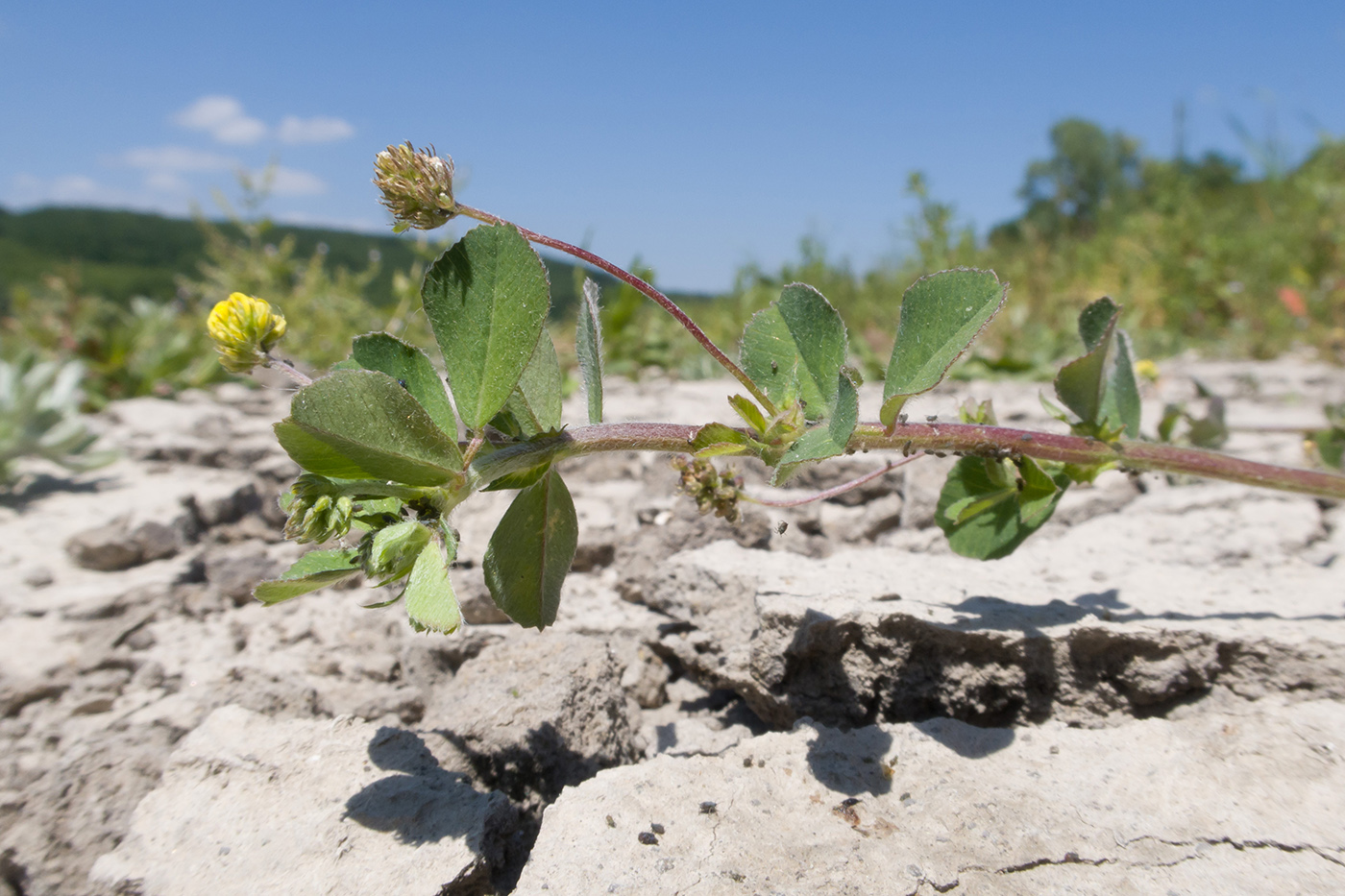 Image of Medicago lupulina specimen.