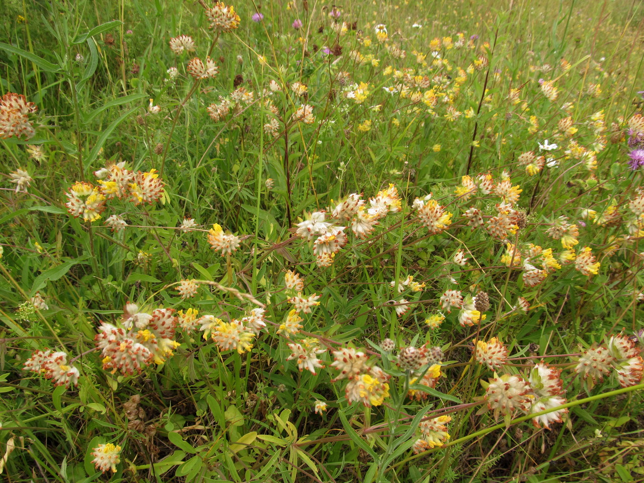 Image of Anthyllis vulneraria specimen.