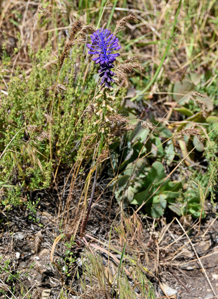 Image of Leopoldia caucasica specimen.