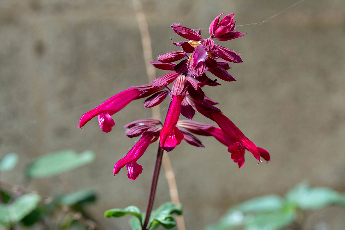 Image of genus Salvia specimen.