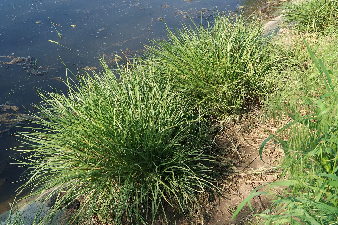 Image of Carex hordeistichos specimen.