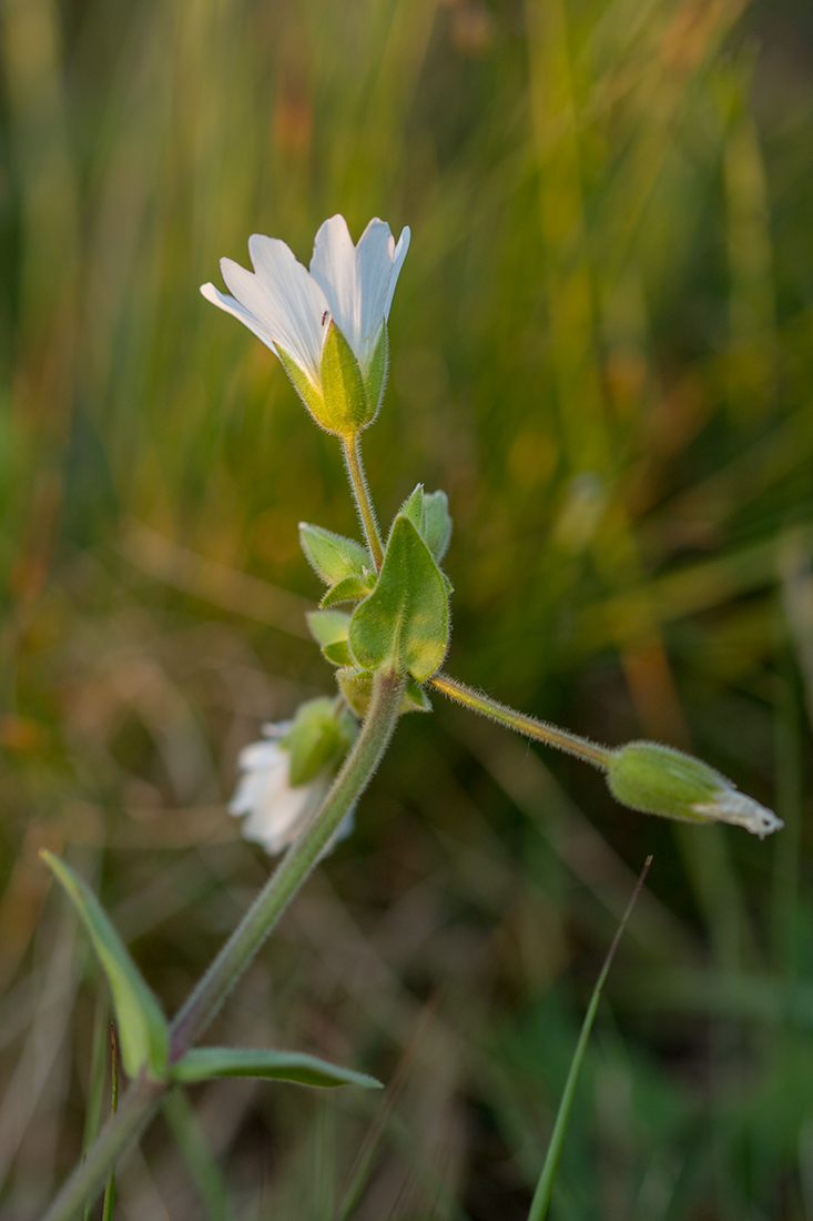 Image of genus Cerastium specimen.