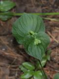 Viola mirabilis