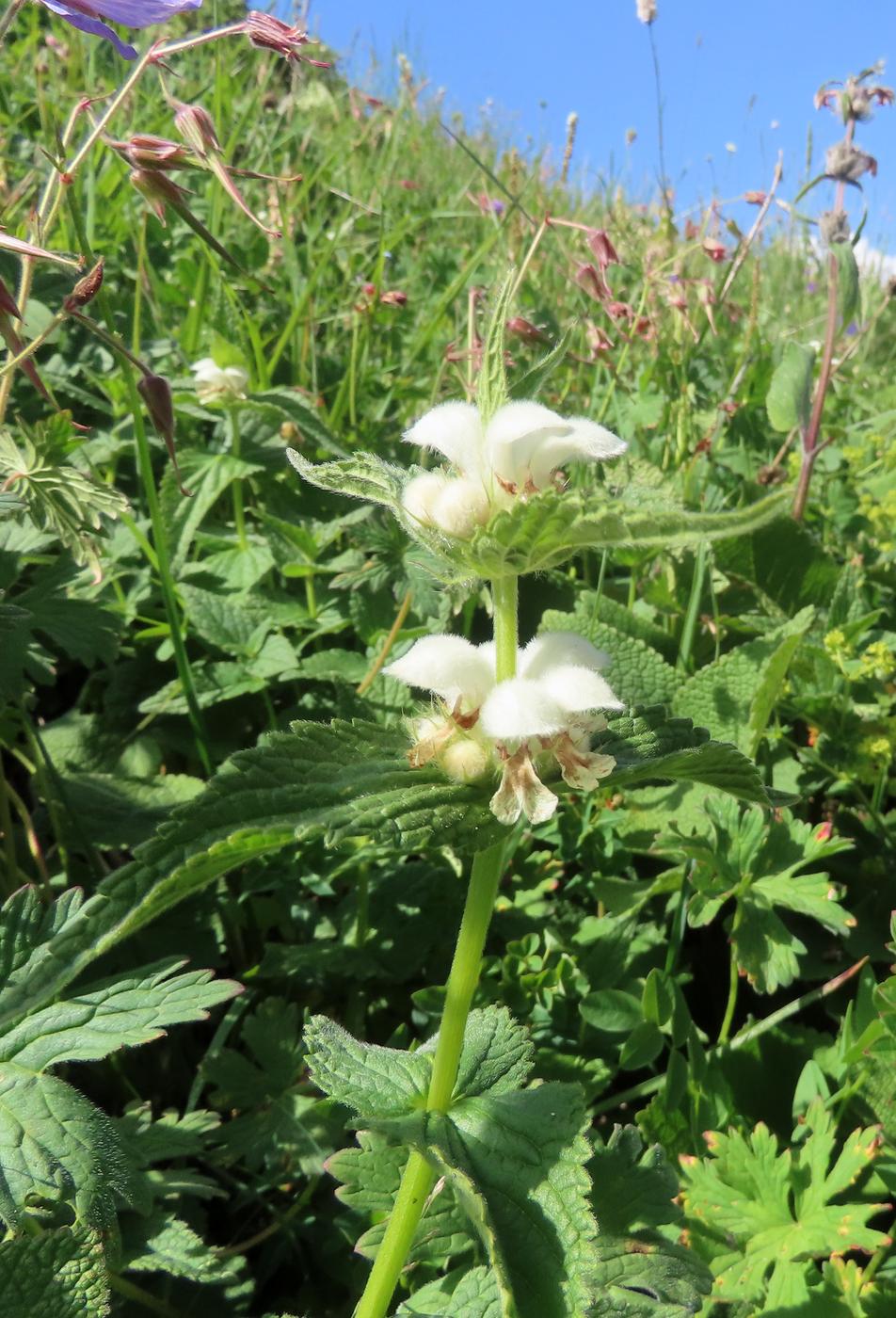 Изображение особи Stachyopsis lamiiflora.